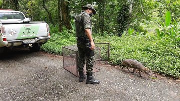 Polícia ambiental solta cachorro do mato em Cubatão - Divulgação/Policia Ambiental