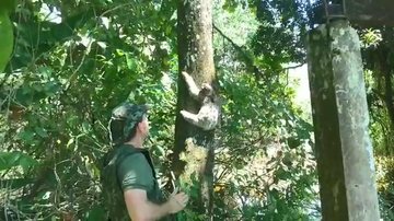 Bicho-preguiça sendo devolvido à natureza, após ser resgatado em telhado de casa em Caraguatatuba - Foto: Divulgação/PM Ambiental