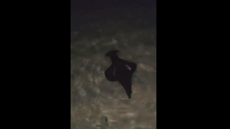 Animal marinho misterioso apareceu na praia Saco da Capela, em Ilhabela - Divulgação/ Reprodução Facebook
