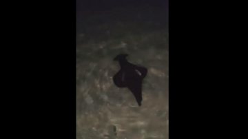 Animal marinho misterioso apareceu na praia Saco da Capela, em Ilhabela - Divulgação/ Reprodução Facebook