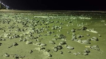 Bolas de areia intrigam moradores em praia de Peruíbe - Reprodução/Vinícius Silva Gonçalves