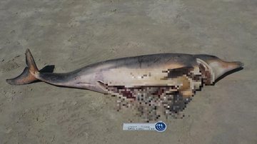 Golfinho morto aparece com lesões de faca e rede de pesca em Guarujá - Instituto Gremar
