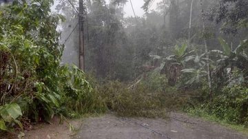 Fortes chuvas derrubaram árvores e fecharam ruas em Ubatuba, SP - Foto: Divulgação/Reprodução
