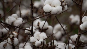 Embrapa anuncia bioinseticida contra pragas na soja, milho e algodão - © CNA/Wenderson Araujo/Trilux