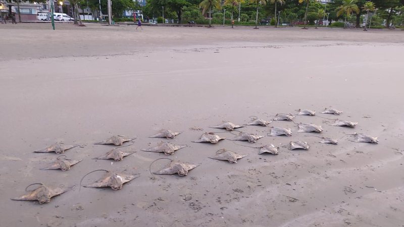 Vereador critica pesca artesanal na praia de Santos - Instituto Gremar