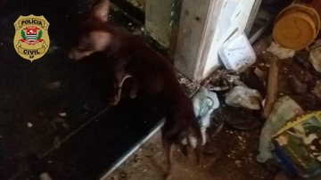 Polícia Civil resgata mais 16 cães mantidos em situação de maus tratos em Peruíbe