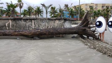 Após ressaca, troncos de árvores são encontrados no mar em Praia Grande (SP) - Reprodução/Tudo de Bom Praia Grande