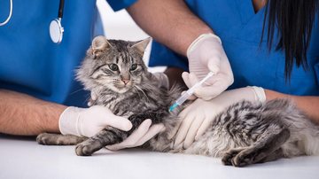 Prefeitura de Santos promove vacinação contra viroses em gatos de Caruara - Reprodução/Zoetis Brasil