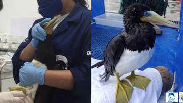 Atobá foi encontrado por morador que agiu adequadamente contatando imediatamente o Biopesca Atobá resgatado em Praia Grande - Imagem: Divulgação / Biopesca