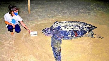 Primeira desova levou três horas e ninguém, nem mesmo os biólogos, previam retorno - Reprodução/ Instituto Biopesca