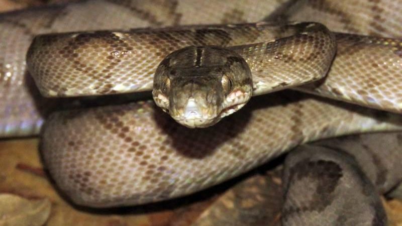 Imagem ilustrativa Caraguatatuba: Cobra venenosa é encontrada em sorveteria - Arnold Patrick/Pesquisador