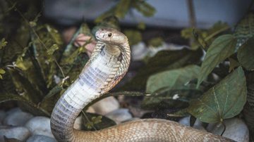 © Ivan Mattos/Zoológico de Brasília
