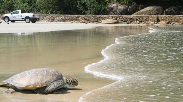 Tartaruga voltando ao mar após longa recuperação, no Guarujá, em SP Tartarugas voltam ao mar - Imagem: Divulgação / Instituto Gremar