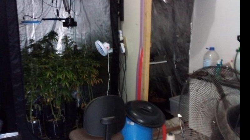 Polícia Civil prende homem que cultivava maconha em sua residência