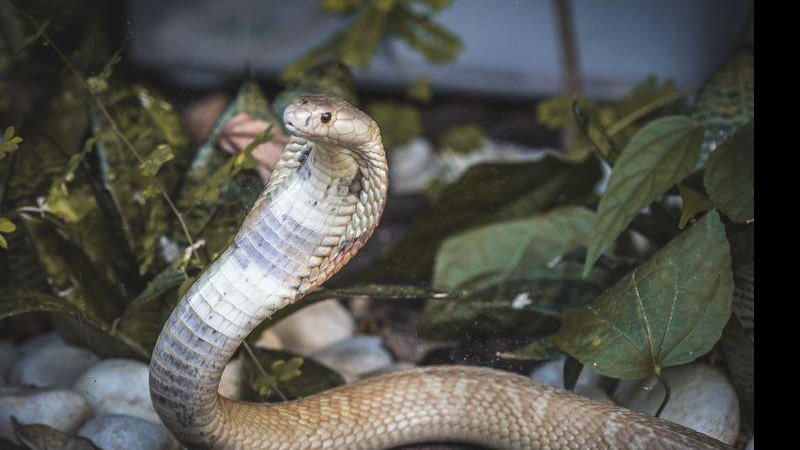© Ivan Mattos/Zoológico de Brasília