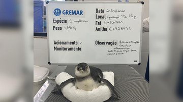 Reprodução/Internet