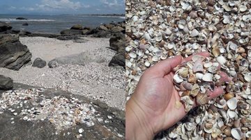 Mesmo vazias, conchas tem funções importantes no equilíbrio do ecossistema marinho Depósito natural de conchas em Itanhaém - Foto: Reprodução