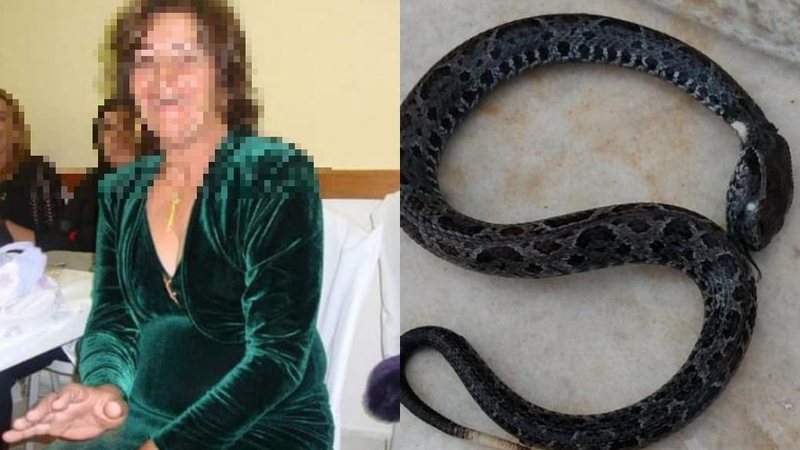 Idosa entrava no quintal de casa quando pisou na serpente sem querer e foi picada. Serpente possui veneno mortífero Idosa picada por cobra - Imagem: Reprodução