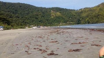 Grande quantidade de algas marinhas na manhã deste domingo (25) na praia do Estaleiro, em Ubatuba (SP) - Foto: Divulgação/ Reprodução Facebook
