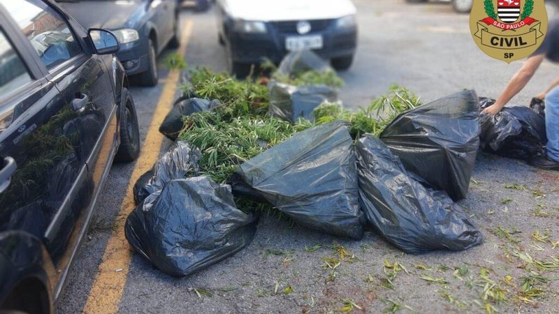 Polícia Civil de Capão Bonito apreende mais de 200 pés de maconha - Reprodução/Policia Civil