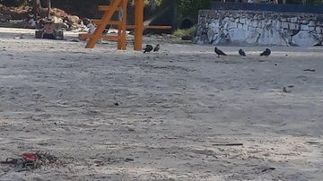 Pombas-domésticas (Columba livia) na praia Grande, em Ubatuba (SP) - Foto: Divulgação/ Reprodução Facebook