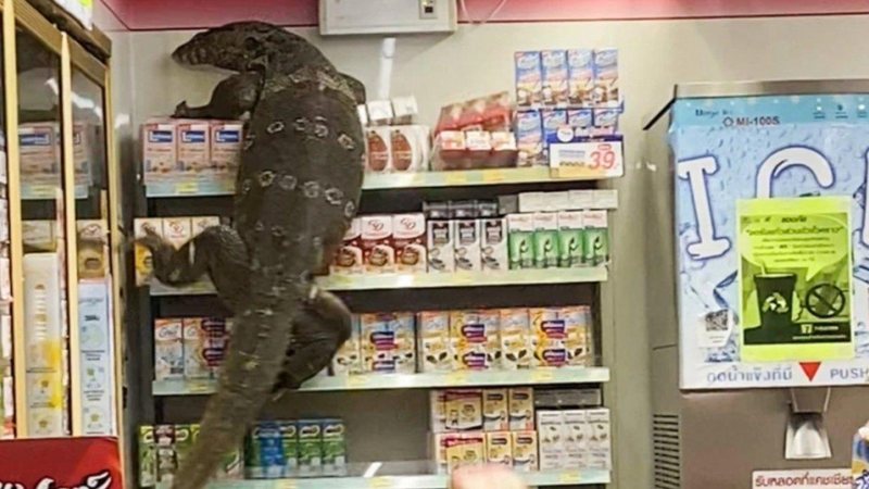 Vídeo com lagarto escalando prateleiras em busca de alimentos viralizou na internet Lagarto Gigante em Supermercado - Imagem: Reprodução