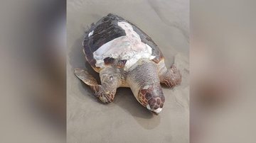 Em dezembro, outra tartaruga foi encontrada morta na mesma região por moradora do residencial Guaratuba, os motivos das mortes ainda são desconhecidos. Tartaruga marinha é encontrada morta em praia do Guaratuba - Reprodução/FaceBook