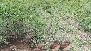 Parte dos moradores da região se envolveram afetivamente com os filhotinhos Ninho de filhotes coruja vira point em praia de Itanhaém (SP) - Imagem: Reprodução / Redes Sociais Foto Clube Itanhaém