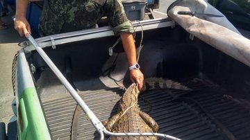 Animal foi solto no Lago dos Jacarés, no mesmo bairro - Reprodução/ Polícia Ambiental