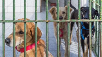São 22 cães e dez gatos disponíveis para adoção - Divulgação/Antonio Ferreira
