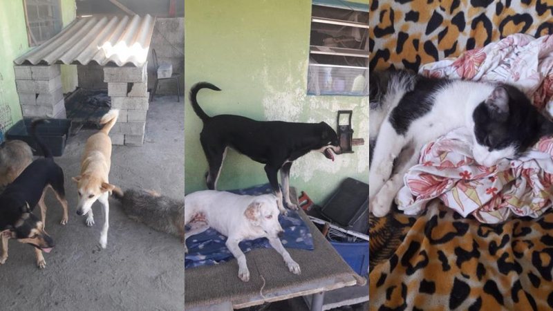 Auxiliar de veterinário mantém abrigo para quase 30 cães e gato com recursos próprios. Quando falta ração, ela divide a própria comida com os animais "dependem de mim", relata Nancy Fome na Páscoa - Imagens: Acervo Pessoal