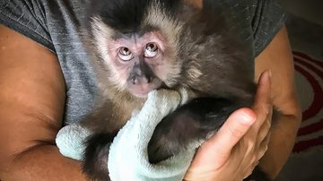 Filhote de macaco-prego é resgatado de cativeiro em Caraguatatuba — Foto: Divulgação/Polícia Militar Ambiental - Divulgação/Prefeitura de Caraguatatuba
