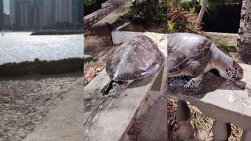 Tartaruga foi encontrada na Praia dos Milionários (à esquerda), com ferimentos que indicam pesca predatória Tartaruga morta - Imagem: Reprodução