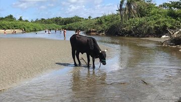 Bois tomaram banho de sol e caminharam na Praia Gaivotas na manhã de sol ameno deste sábado Bois na praia Gaivota - Imagem: Reprodução