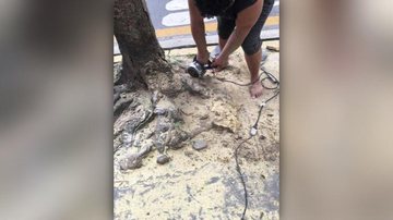 Condomínios em Santos são multados por corte de árvores sem autorização - Reprodução/Internet