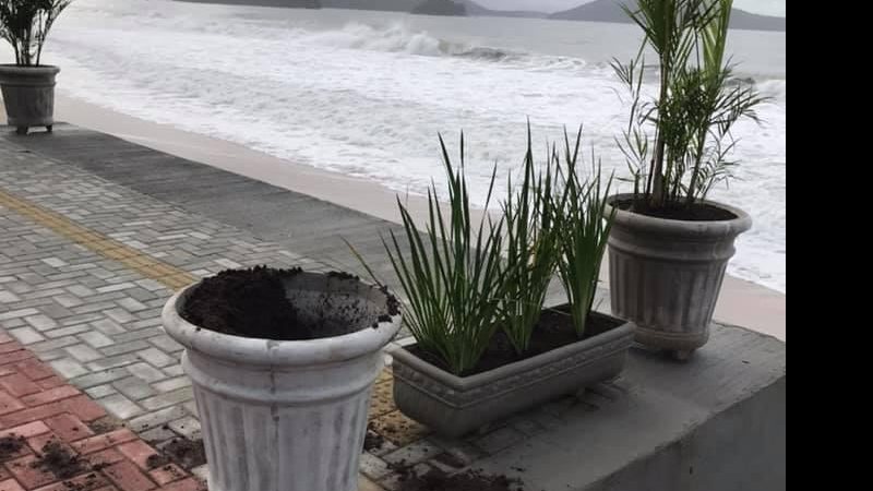 Coqueiro que enfeitava a orla foi levado - Foto: Divulgação/Facebook