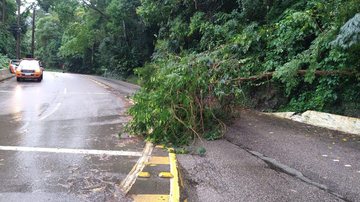 Houve registro de quedas de árvores por toda cidade - Foto: PMSS