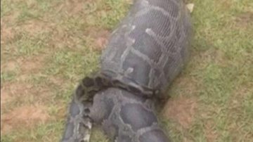 Cobra foi encontrada inchada e com dificuldades para se locomover, com indícios de ter engolido algo grande Cobra píton de sete metros engole agricultora - Imagem: Reprodução / Redes Sociais