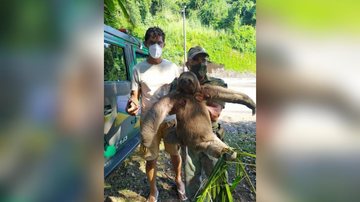 Animal não apresentava machucados e também não ofereceu resistência aos soldados - Reprodução/ Prefeitura de Guarujá