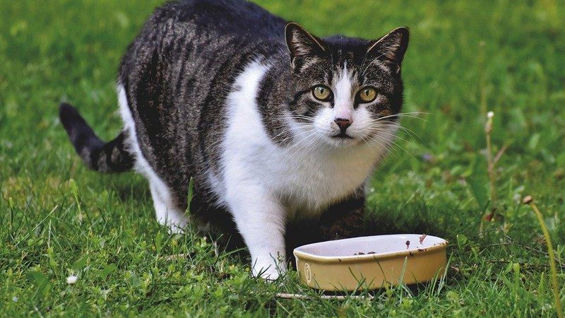 A socialização de gatos  Importância e fases do processo