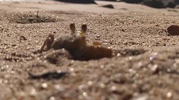 Maria farinha na praia do Frade em Ubatuba (SP) - Foto: Divulgação Reprodução Instagram @vertical_area
