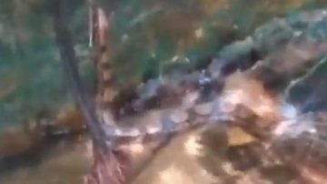 Cobra jiboia foi flagrada no rio Taquaral, em Ubatuba (SP) - Foto: Divulgação Reprodução Portal Vale Litoral