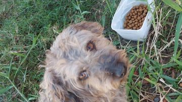 Animal abandonado no bairro Perequê-Mirim, em Caraguatatuba (SP) - Foto: Reprodução / Redes Sociais