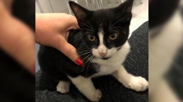 Gatinho maltratado, são e salvo; mulher que adotou animal qualificou a atitude da pessoa que o jogou como "desprezível e coverde" Mulher salva gatinho jogado ‘para a morte’ por desconhecido em Santos: “Desprezível e covarde” - Imagem: Reprodução / Redes Sociais