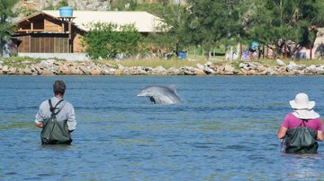 Pescadores se preparam para lançar suas redes enquanto golfinho auxilia no cerco da tainha Pescadores e golfinho - Divulgação/Prefeitura de Laguna