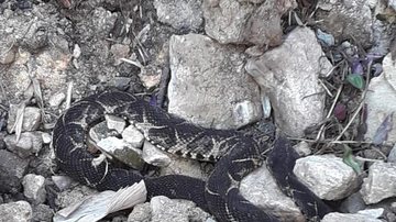 Morador encontra cobra jararacuçu no quintal de casa em São de Sebastião - Foto: Divulgação / Corpo de Bombeiros