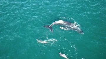 Baleia jubarte brinca com golfinhos - Foto: Maremar Turismo