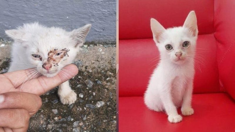 Gatinho doente é resgatado e passa por transformação ao ser adotado - Arquivo pessoal