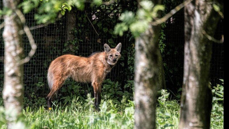 Imagem Escolhido para cédula de R$ 200, lobo-guará sofre ameaça de extinção