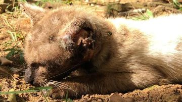 Imagem Gato 'comido' por larvas é resgatado e precisa de doações, em Ubatuba (SP)